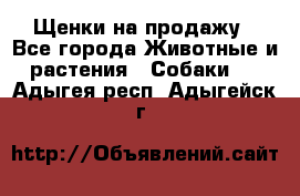 Щенки на продажу - Все города Животные и растения » Собаки   . Адыгея респ.,Адыгейск г.